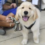Max, a 10 week old golden retriever puppy, enjoys the festivities as Brenau and the University of Georgia softball teams play an exhibition doubleheader at Pacolet Milliken Field at the Ernest Ledford Grindle Athletics Park on Saturday, Sept. 22, 2018. (AJ Reynolds/Brenau University)