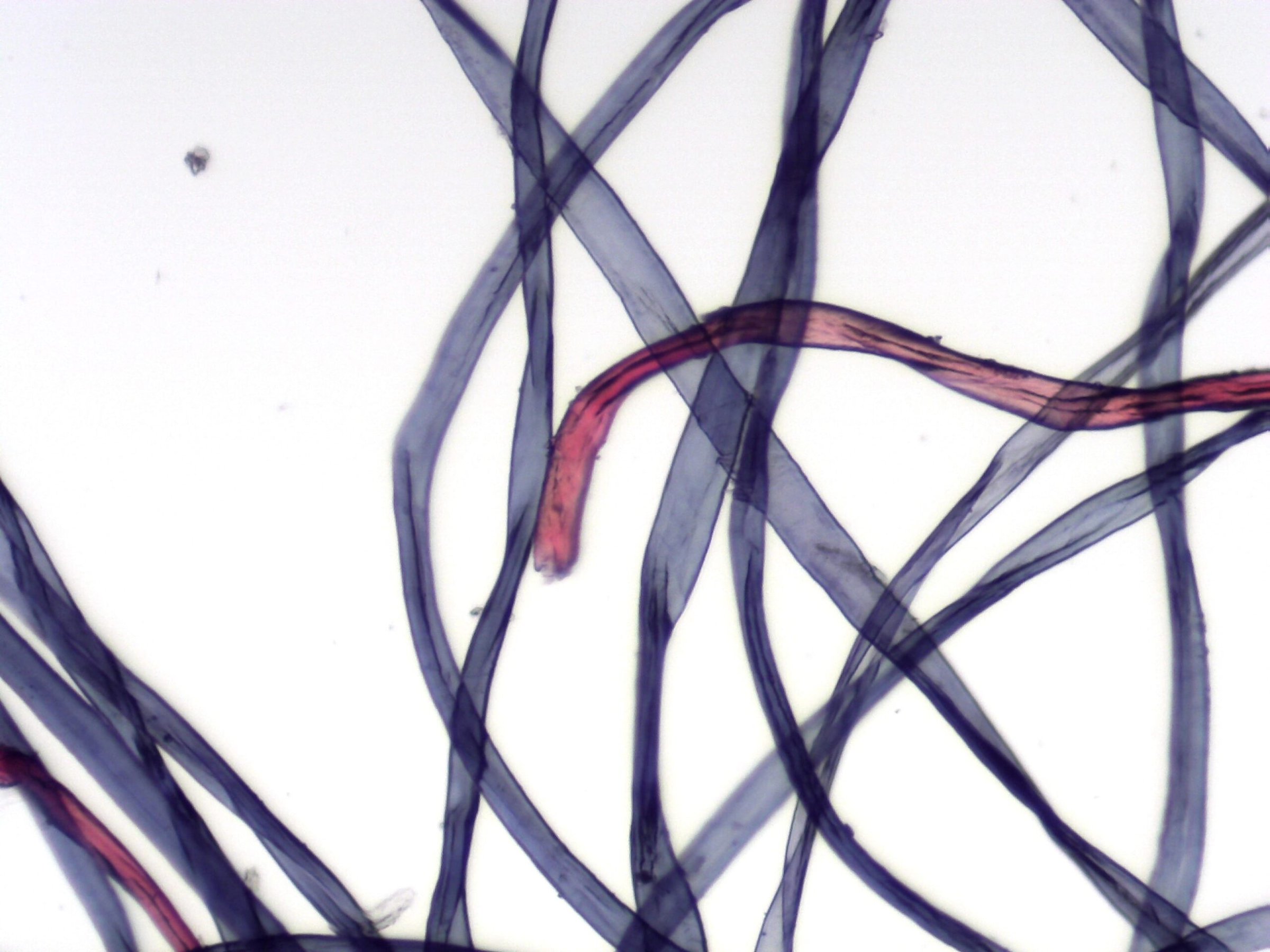 close-up image of cotton fibers