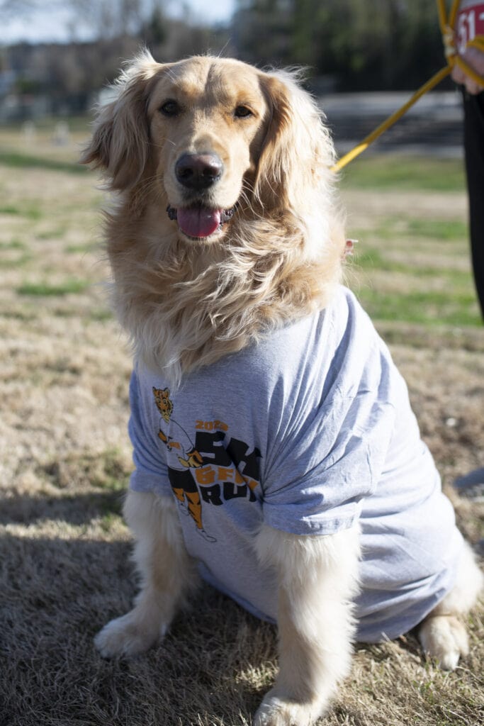 A golden retriever wearing a race t-shirt poses before the race.